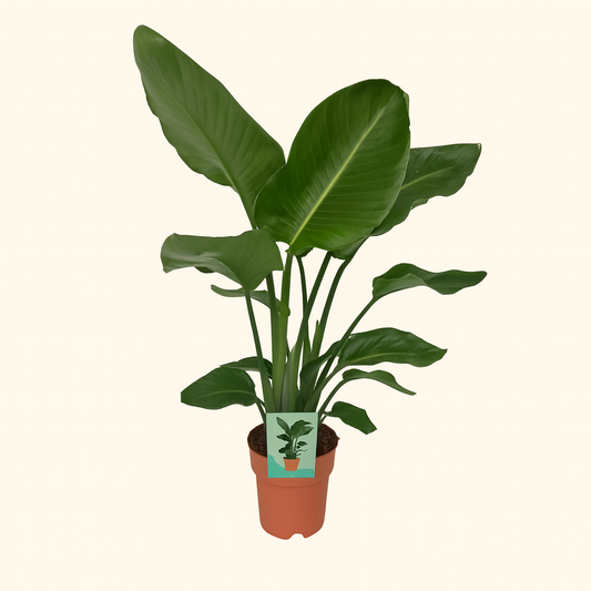 Strelitzia Nicolai - H 90 cm - Ø 19 cm