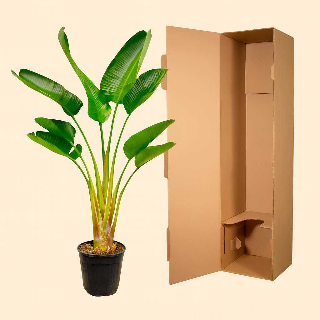 Strelitzia Augusta - H 160 cm - Ø 21-24 cm