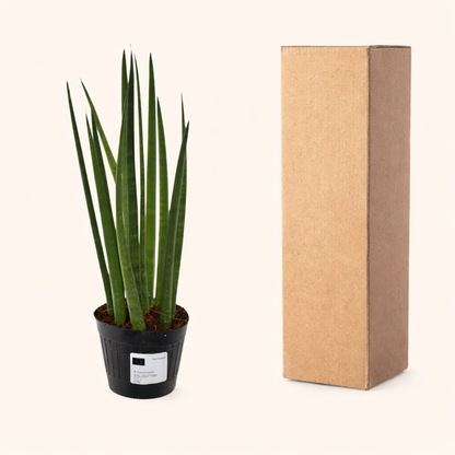 Sansevieria Cylindrica Bacularis / Mikado  - H 40 cm - Ø 12 cm