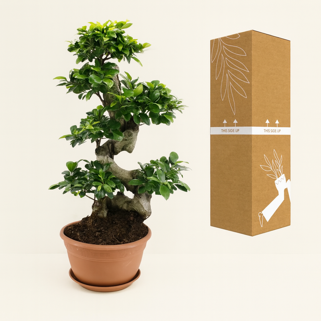 Ficus Microcarpa Ginseng - H 70 cm - Ø 27 cm
