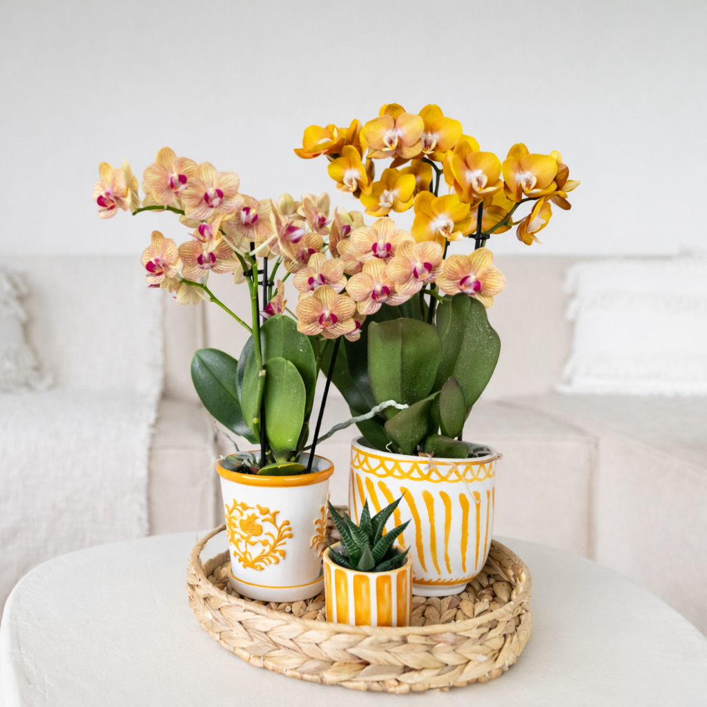 Oranje Orchidee Barcelona - Ø9cm