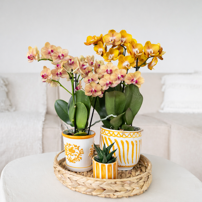 Oranje Orchidee Barcelona - Ø9cm