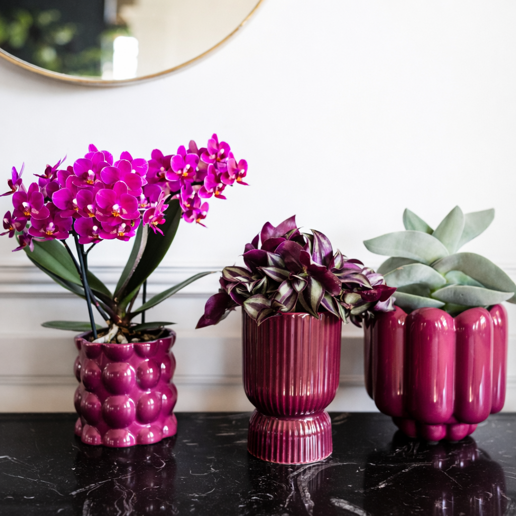 Paarse Orchidee Morena - Ø9cm