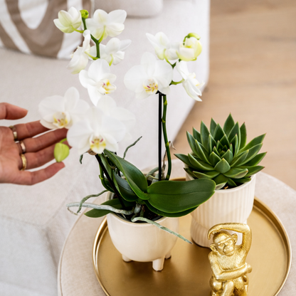 Gift Set Luxury Living