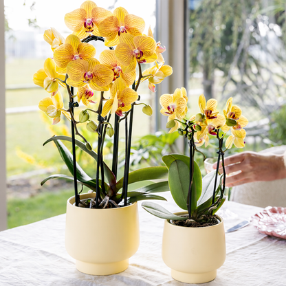 Gele Orchidee Yelly - Ø9cm