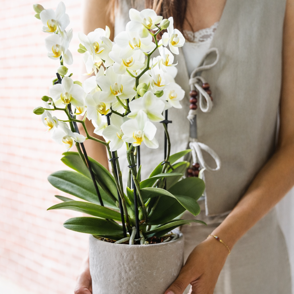Witte Orchidee Suzanne - Ø12cm