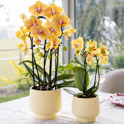 Oranje Orchidee Lina - Ø12cm