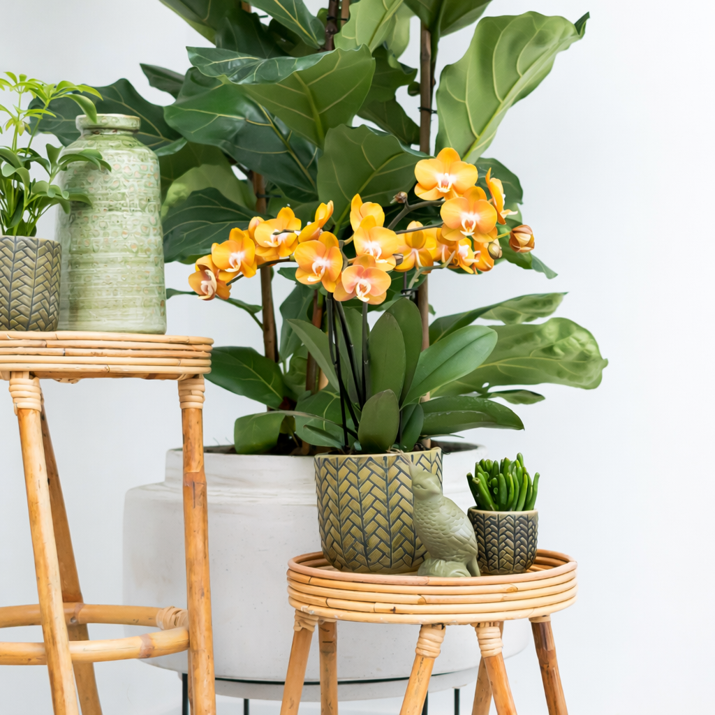 COMBI DEAL - 2 Las Vegas Orchideeën - Ø12cm