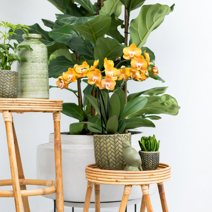 COMBI DEAL - 2 Las Vegas Orchideeën - Ø12cm