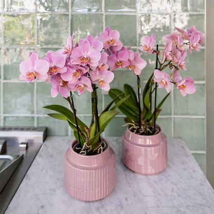 COMBI DEAL - 4 Oudroze Pure Treviso orchideeën - Ø9cm