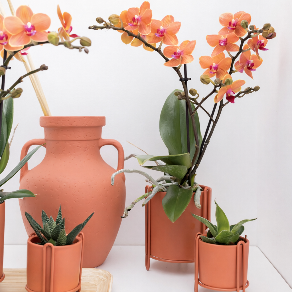 Oranje Orchidee Bolzano - Ø9cm