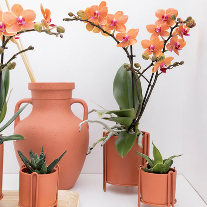 Oranje Orchidee Bolzano - Ø9cm