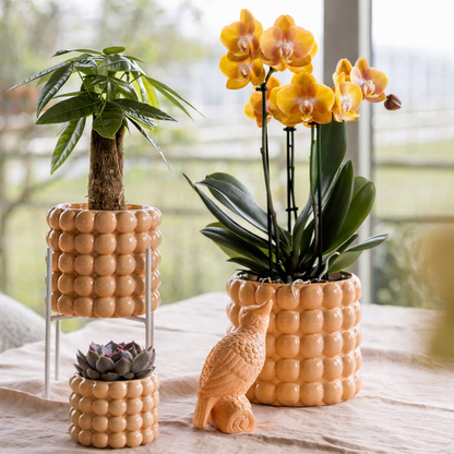 Oranje Orchidee Las Vegas - Ø12cm