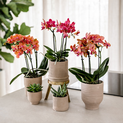 Rode Orchidee Maroc - Ø9cm