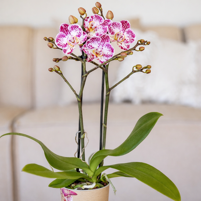 Roze/Paarse Orchidee Cassie - Ø9cm