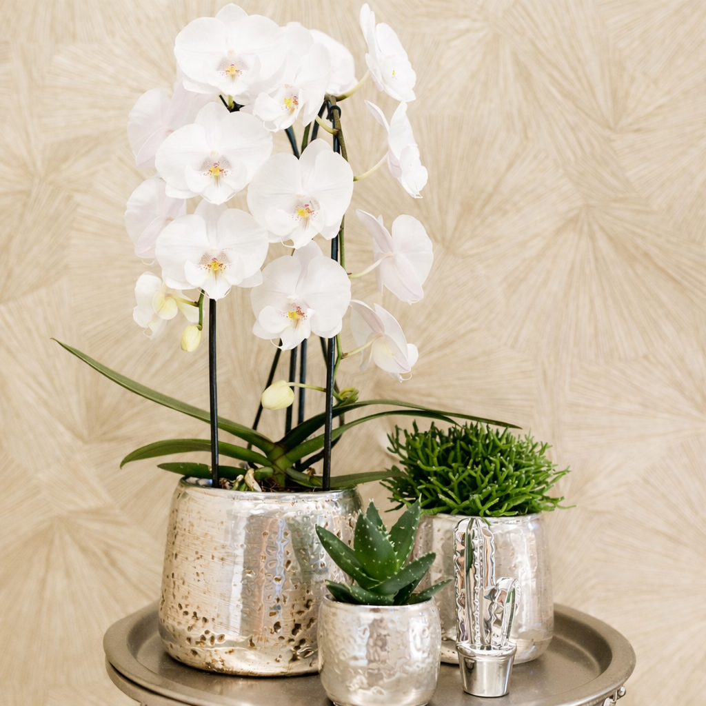 Witte Orchidee Niagara - Ø12cm