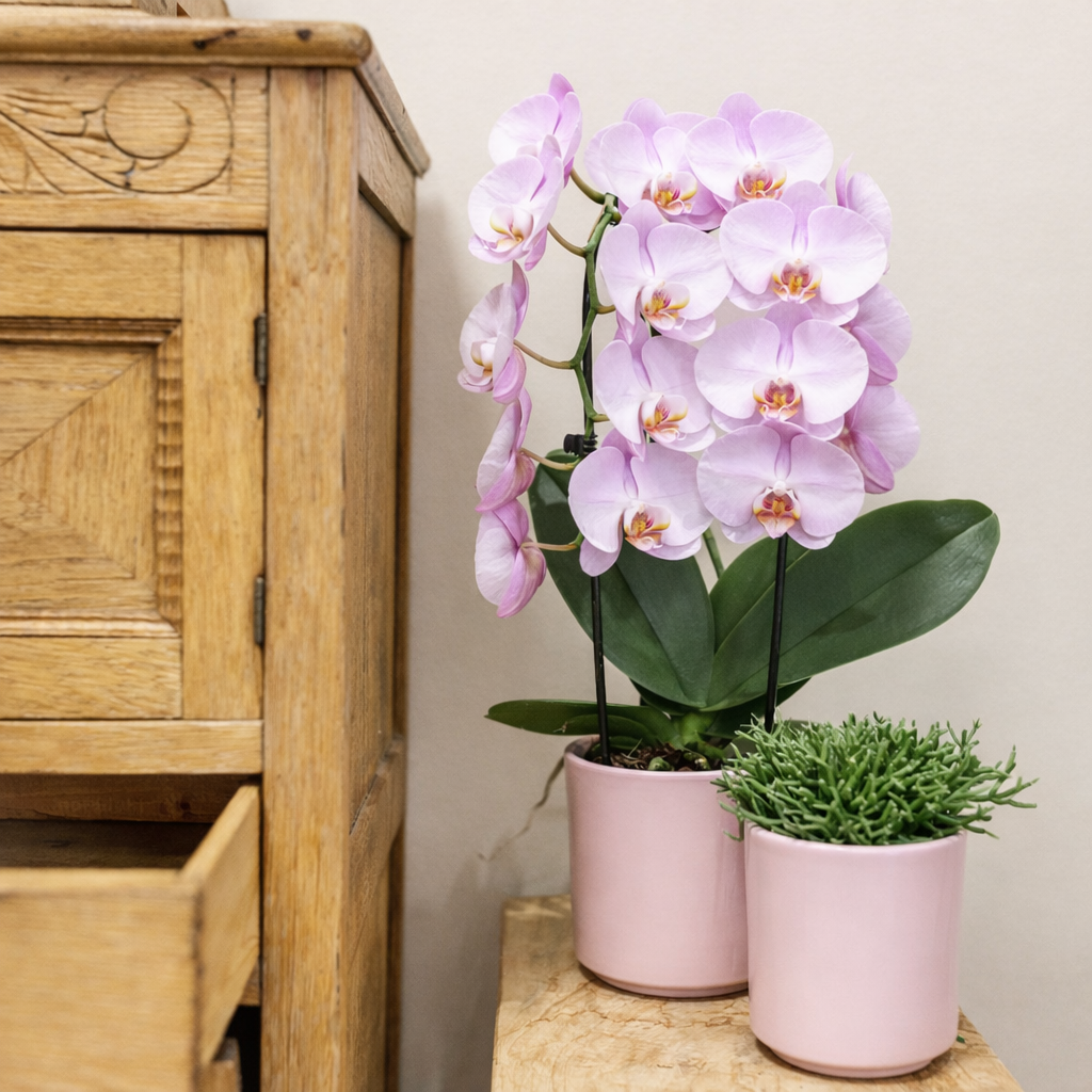 Roze Orchidee Nonni Fall  - Ø12cm