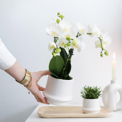 COMBI DEAL - 2 Witte Anna Orchideeën - Ø9cm