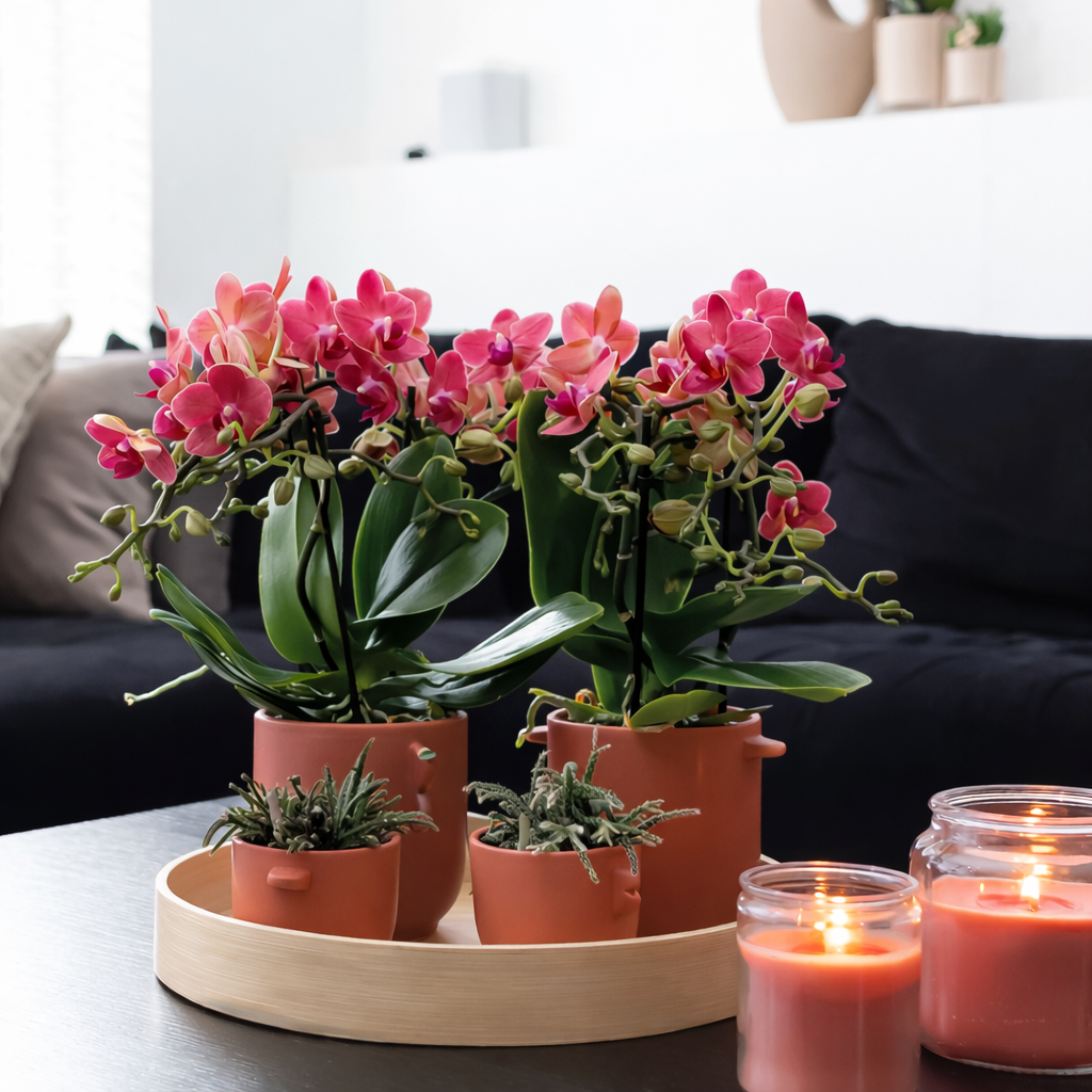COMBI DEAL 2 Rode Maroc Orchideeën - Ø9cm