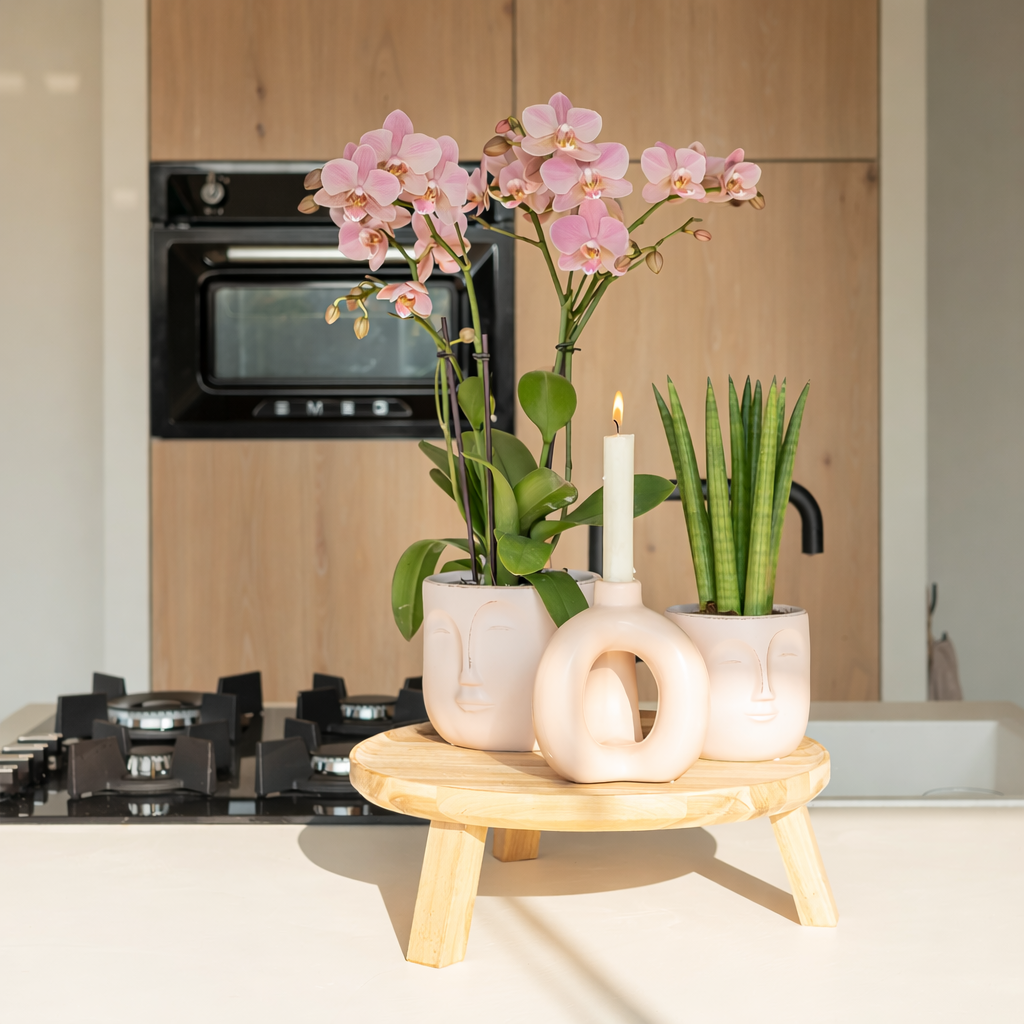 COMBI DEAL - 2 Oudroze Pure Treviso Orchideeën - Ø12cm