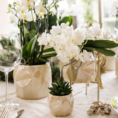 Witte Orchidee Nazaré - Ø9cm