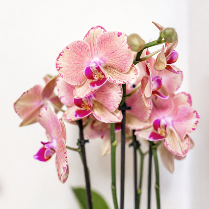 Oranje/Roze Orchidee Pure Picotee - Ø12cm