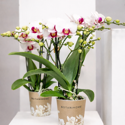 Witte Orchidee Poland - Ø9cm