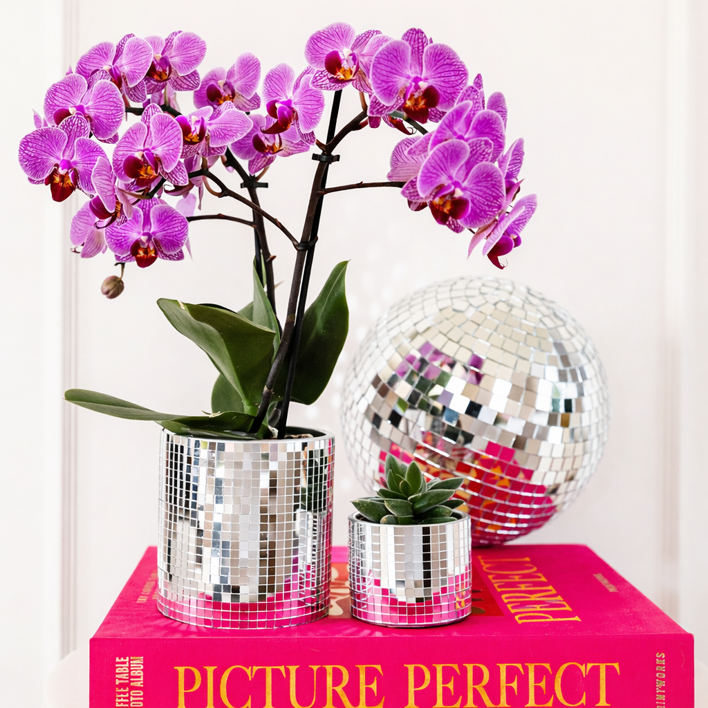 Paars Roze Orchidee Vienna - Ø9cm