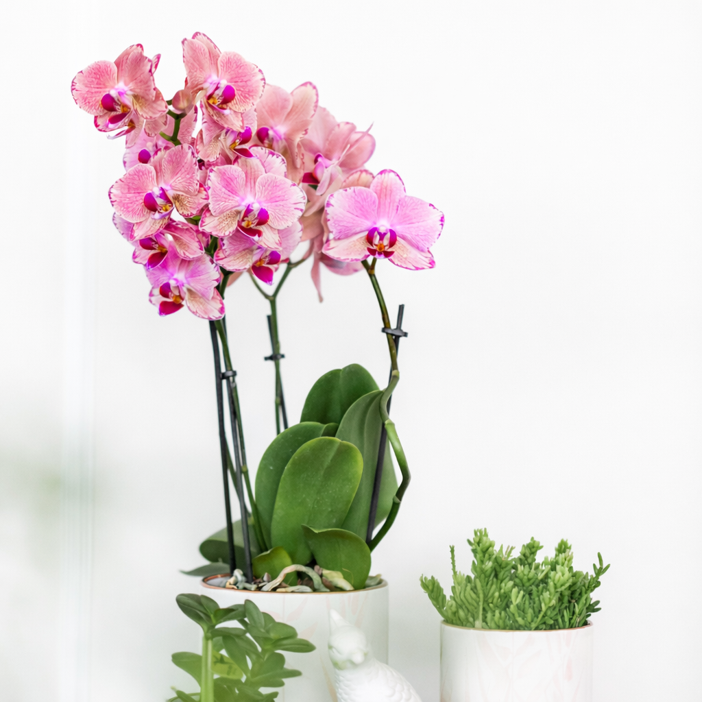 COMBI DEAL - 2 Oranje/Roze Pure Picotee Orchideeën - Ø12cm