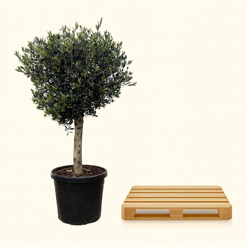 Olea Europaea Lorc - H 180 cm- Ø 50 cm