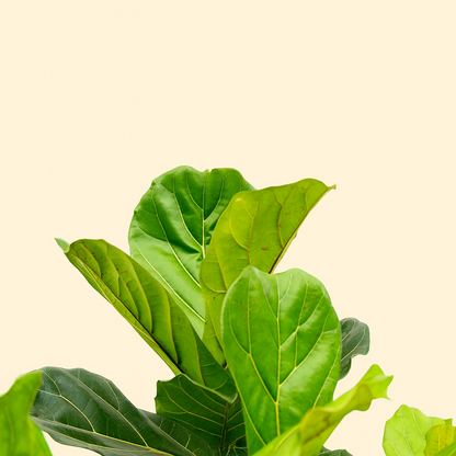 Ficus Lyrata Vertakt XXL - H 220 cm - Ø 40 cm