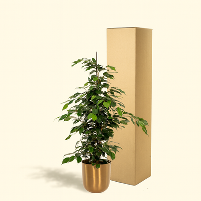 Ficus Benjamina Danielle Incl. Bloempot Mayk Goud - H 95 cm - Ø 21 cm