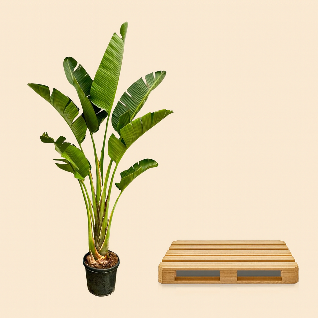 Strelitzia Augusta - H 250 cm - Ø 45 cm