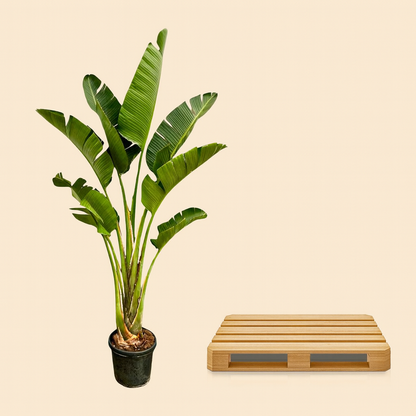 Strelitzia Augusta - H 250 cm - Ø 45 cm