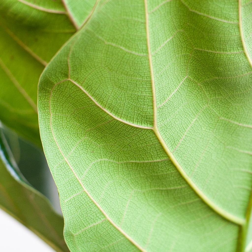 Ficus Lyrata Bambino Incl. Elho Vibes Geel - H 40 cm - Ø 14 cm