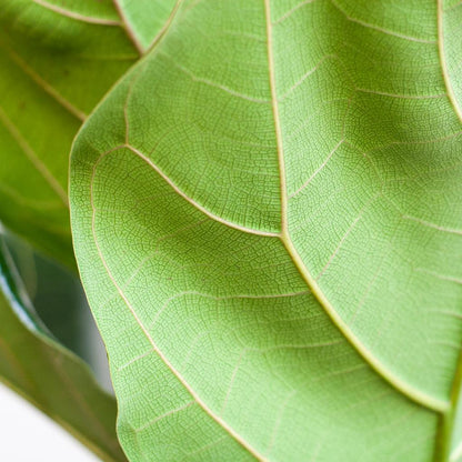 Ficus Lyrata Bambino Incl. Elho Vibes Geel - H 40 cm - Ø 14 cm