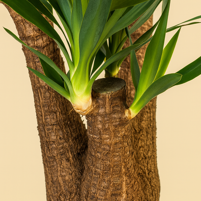 Yucca Elephantipes Vertakt Incl. Porto Mand - H 90 cm - Ø 24 cm