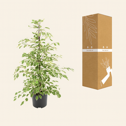 Ficus Benjamina Twilight - H 95 cm - Ø 21 cm