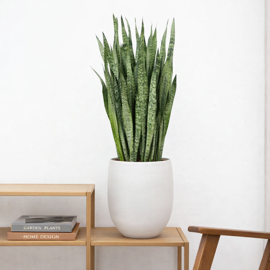 Sansevieria Zeylenica - H 120 cm - Ø 35 cm