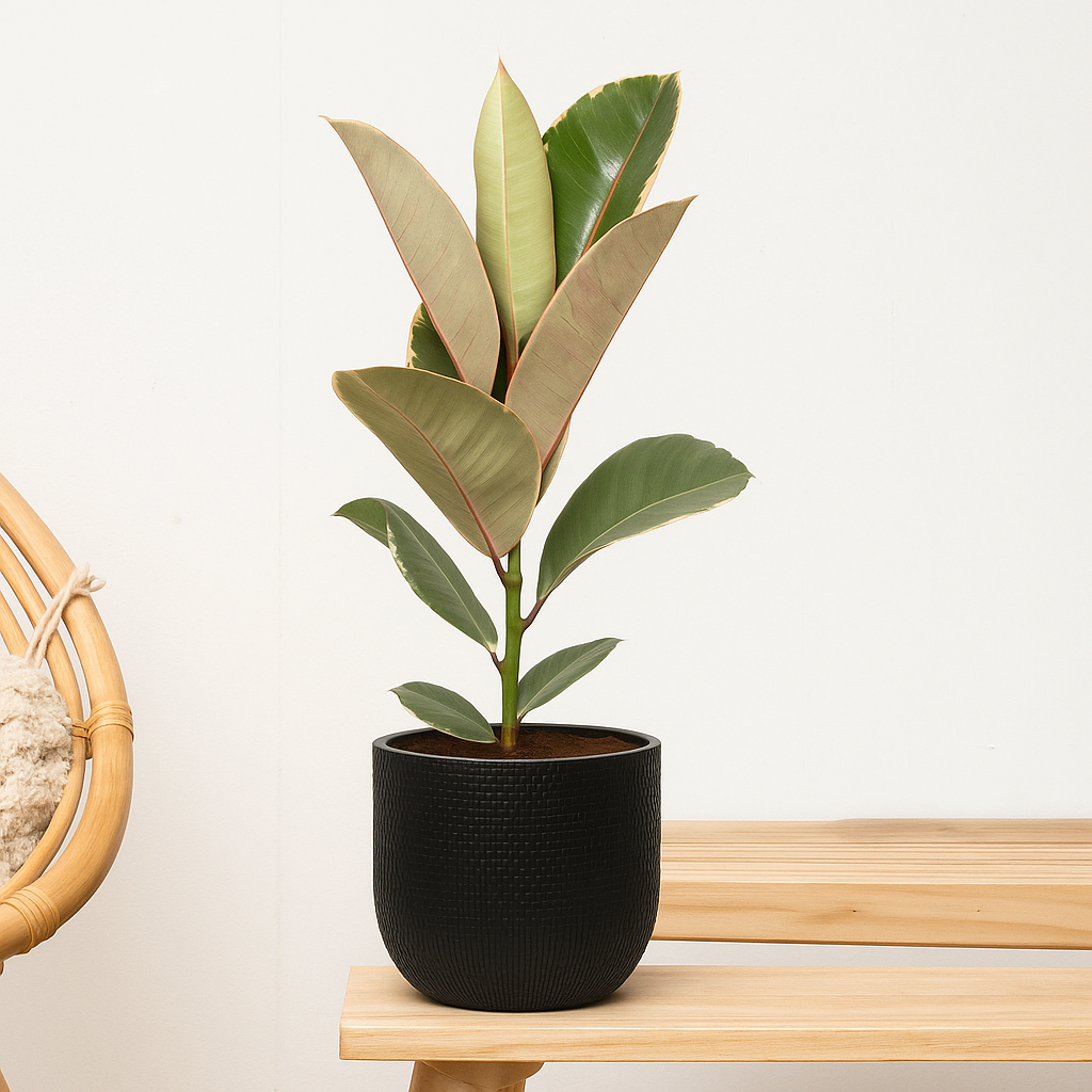 Ficus Elastica Tineke - H 60 cm - Ø 17 cm
