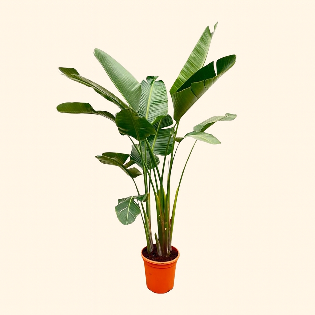 Strelitzia Augusta De Luxe XL - H 250 cm - Ø 38 cm