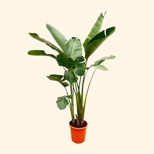 Strelitzia Augusta De Luxe XL - H 250 cm - Ø 38 cm