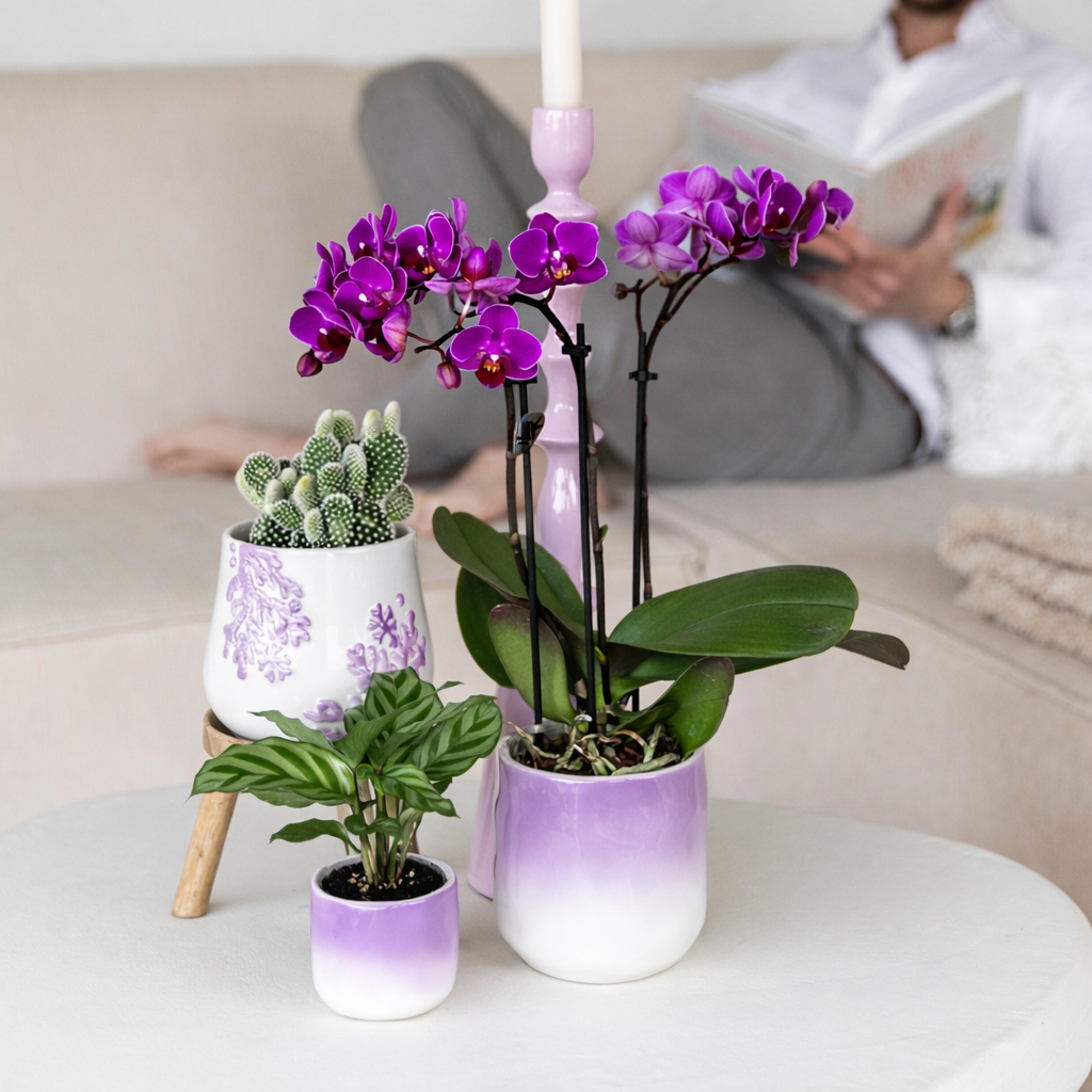 Paarse Orchidee Morena - Ø9cm