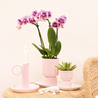 Paars/Roze Orchidee Madrid - Ø9cm