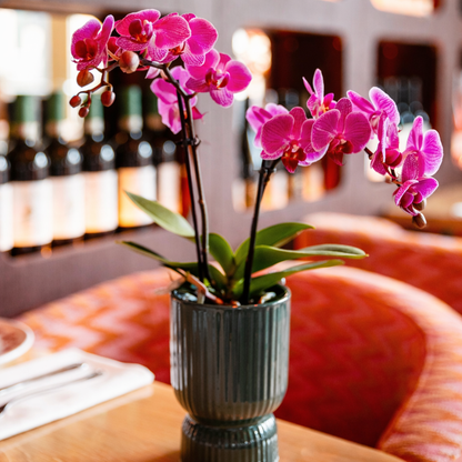 Paars Roze Orchidee Vienna - Ø9cm
