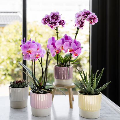 Paars Roze Orchidee Najat - Ø9cm