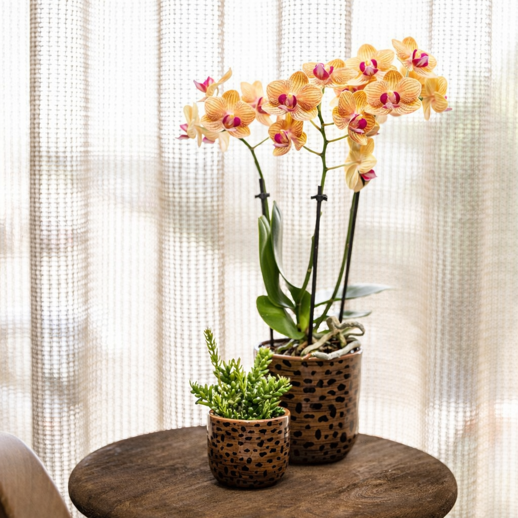 Oranje Orchidee Barcelona - Ø9cm