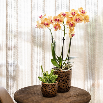 Oranje Orchidee Barcelona - Ø9cm