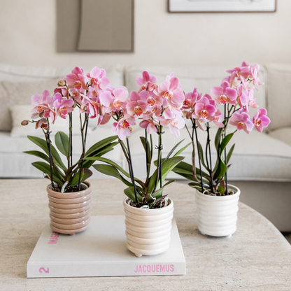 COMBI DEAL - 4 Oudroze Pure Treviso orchideeën - Ø9cm