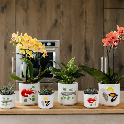 Gele Orchidee Yelly - Ø9cm